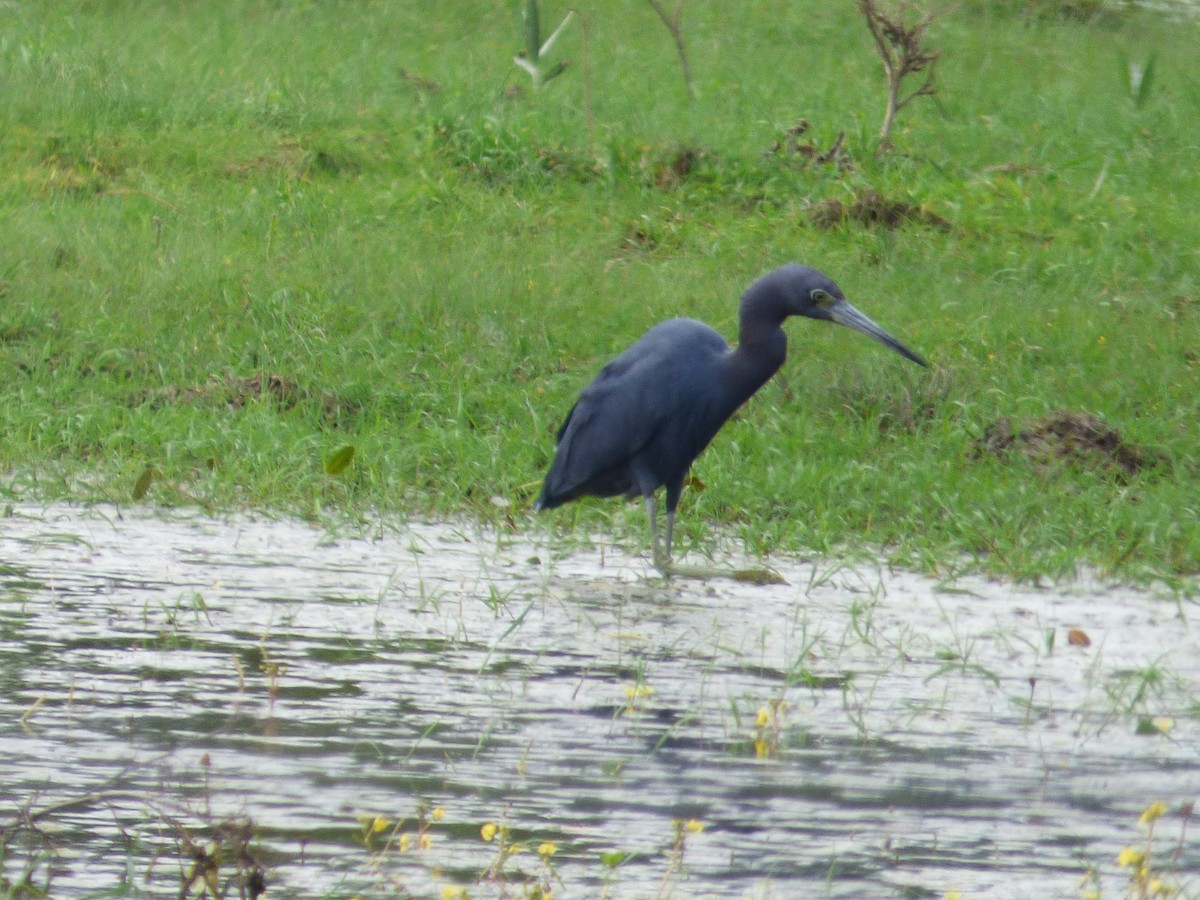 Little Blue Heron - ML68631071