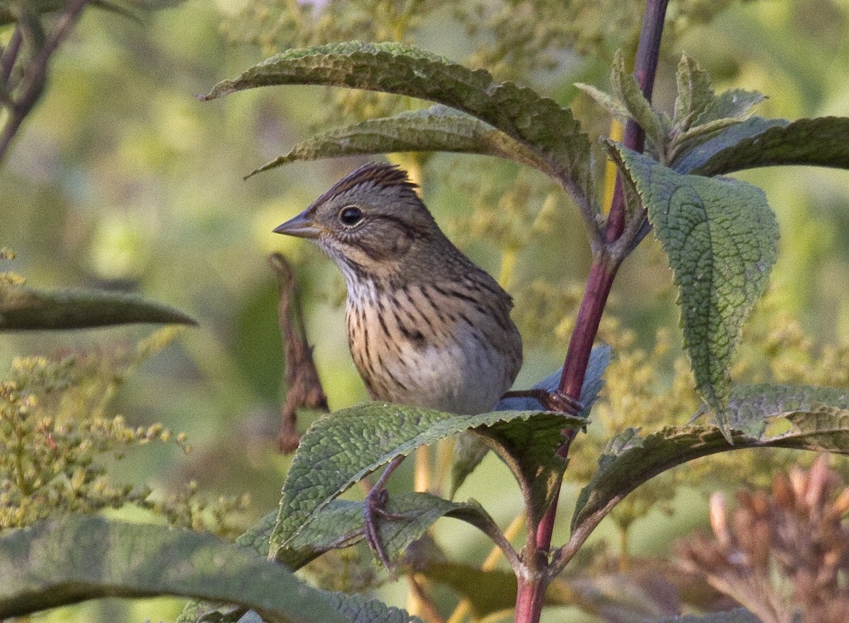 Lincoln's Sparrow - Heather Wolf