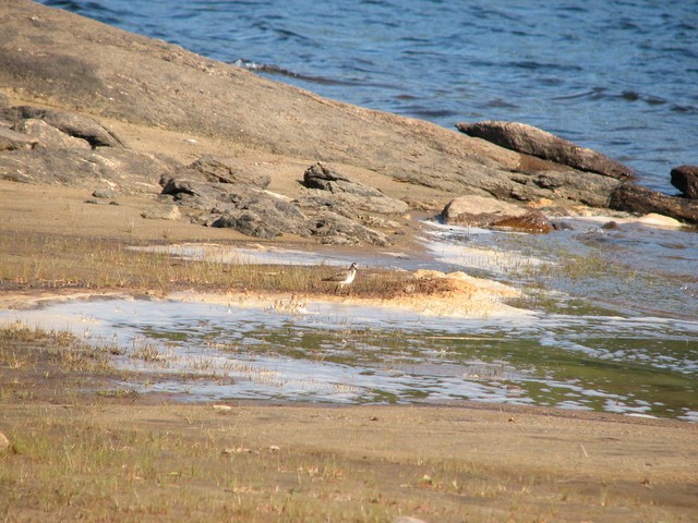 pygmésnipe - ML68632031