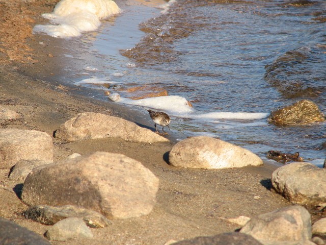 pygmésnipe - ML68632061