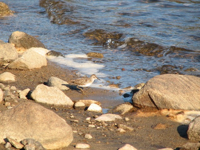 pygmésnipe - ML68632071