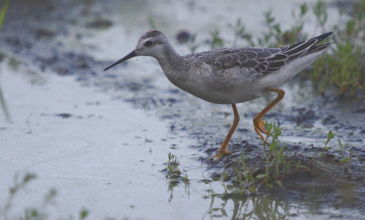 Wilson's Phalarope - Dylan Pedro