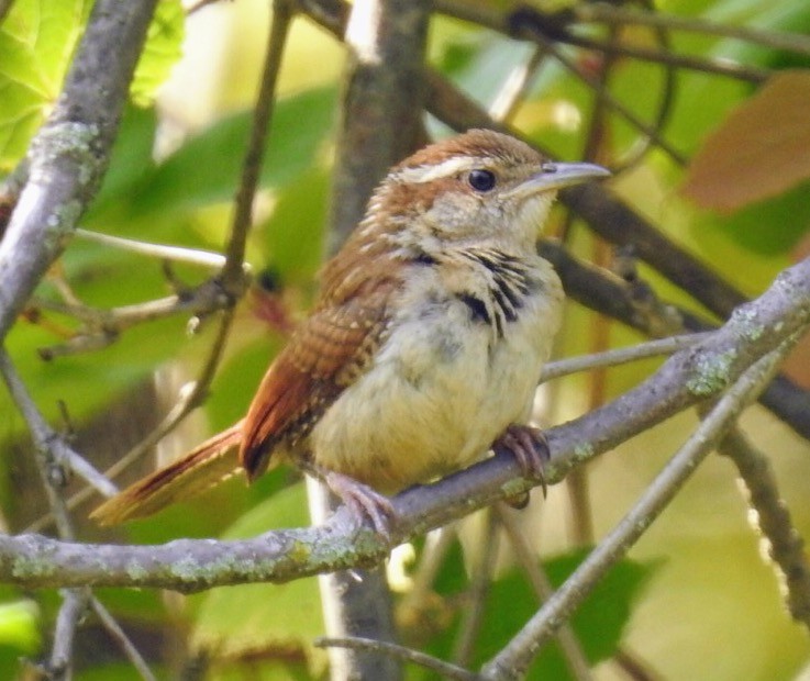 Carolina Wren - Bruce Hoover