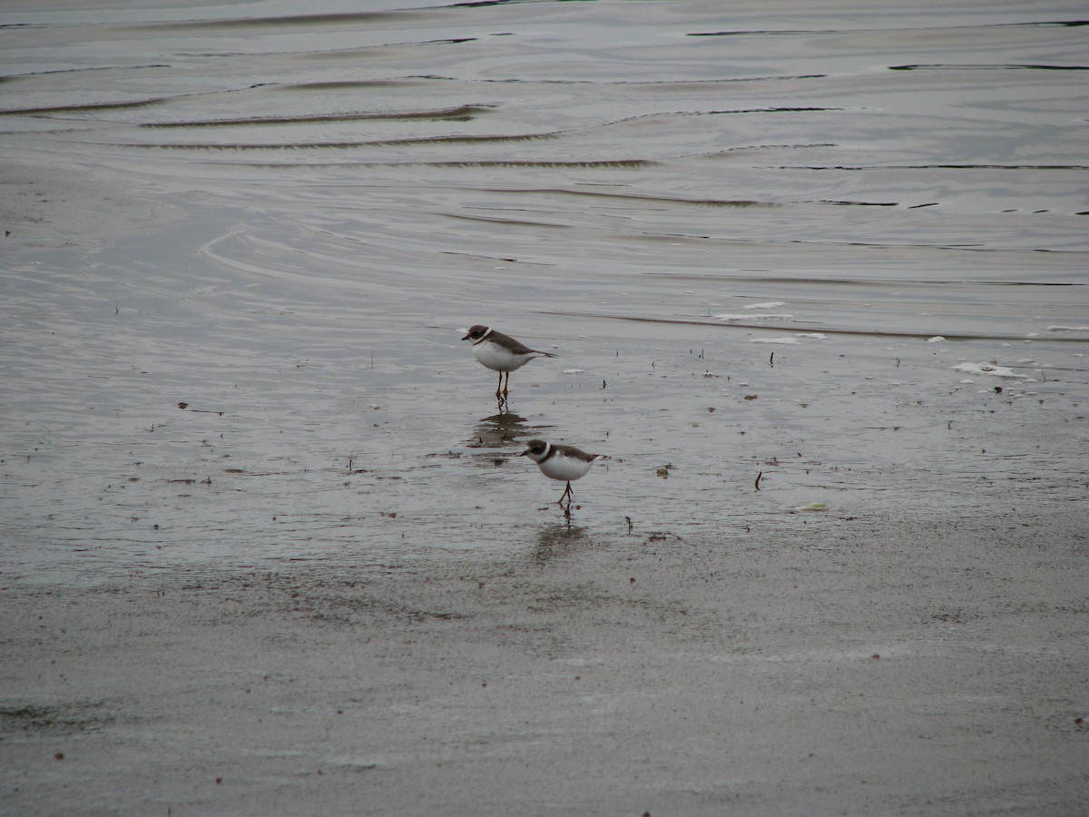 Semipalmated Plover - Katy Ouellet