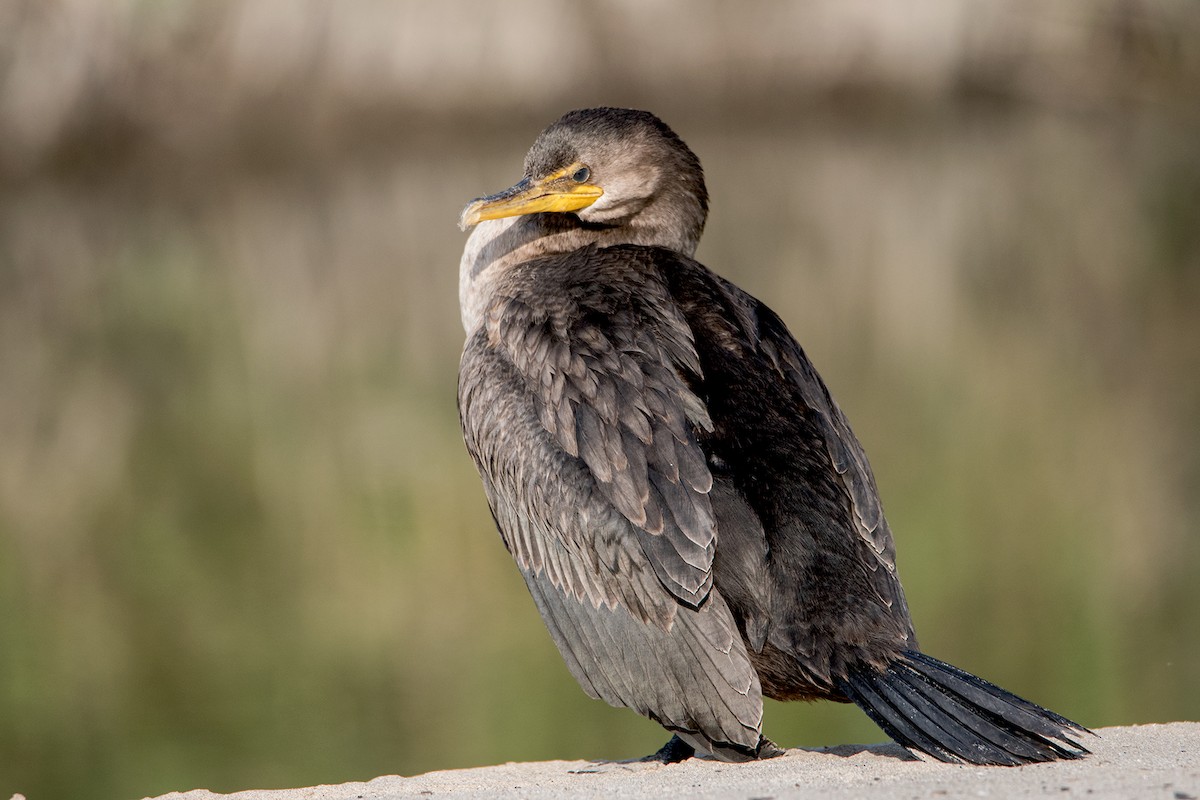Double-crested Cormorant - Sue Barth