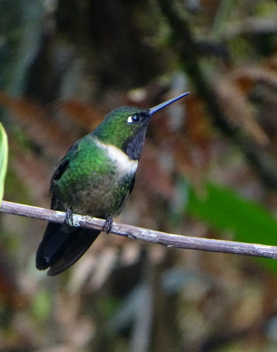 Amethyst-throated Sunangel - ML68634791