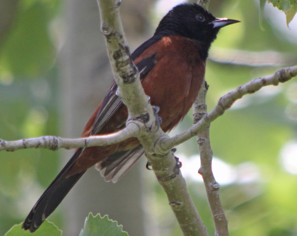 Orchard Oriole - ML68635111