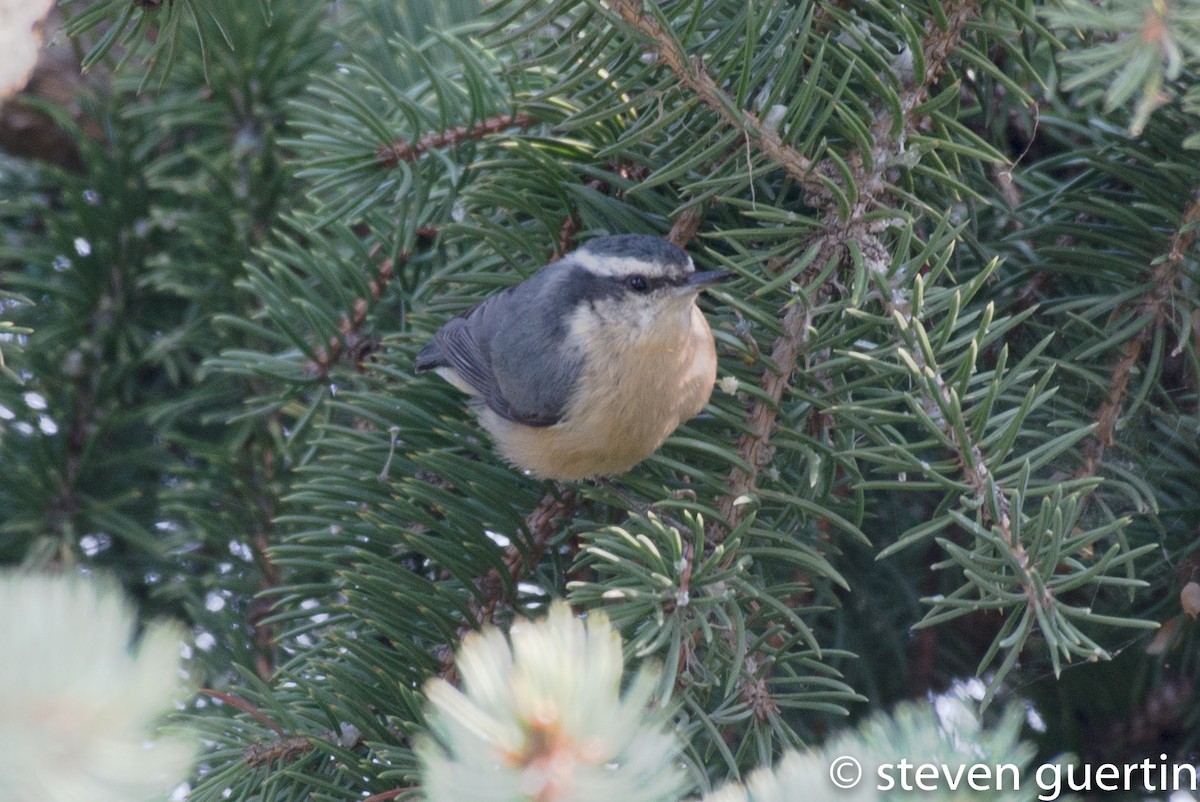 Red-breasted Nuthatch - ML68637121