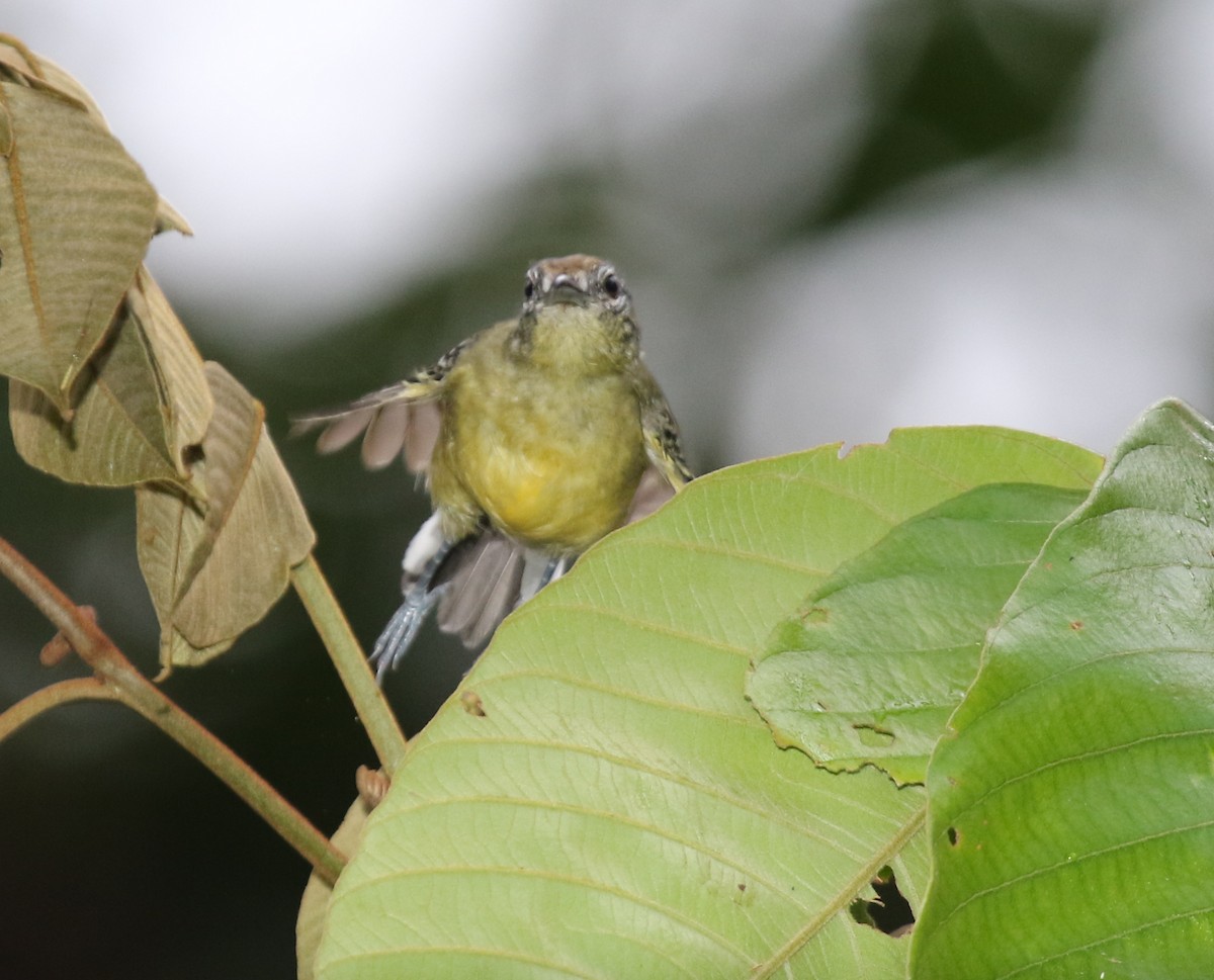 Yellow-breasted Antwren - ML68639611