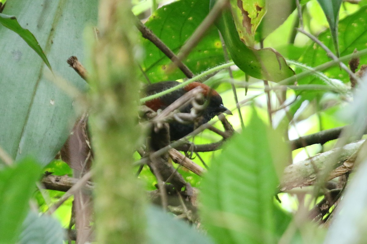 Dusky Spinetail - ML68639731