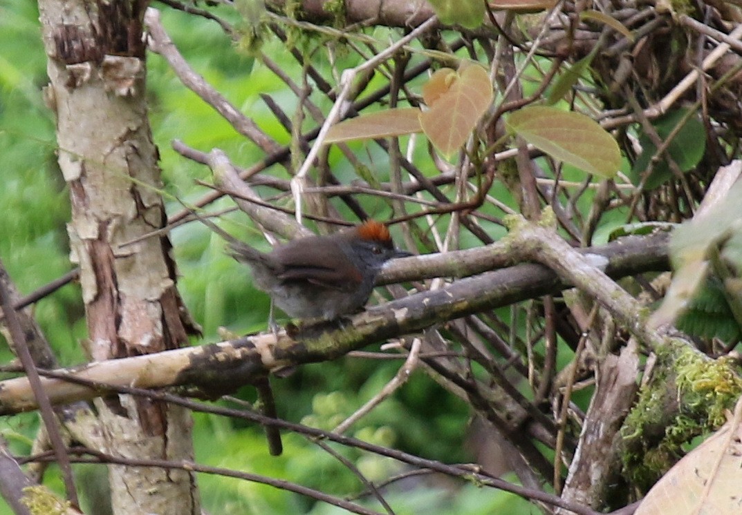 Dark-breasted Spinetail - ML68639741