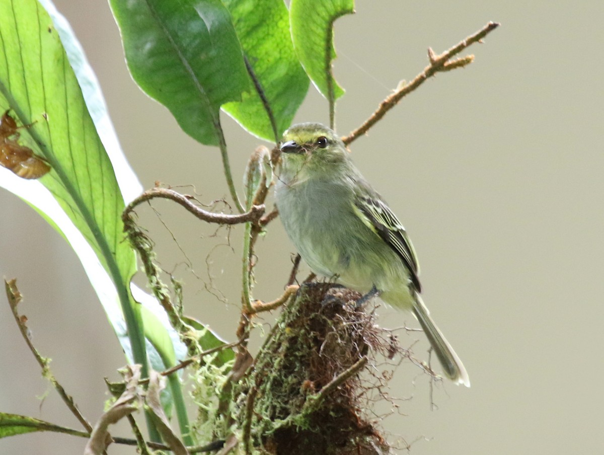 Golden-faced Tyrannulet - ML68639851