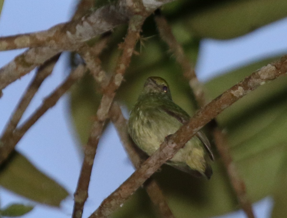 Blue-rumped Manakin - ML68639991