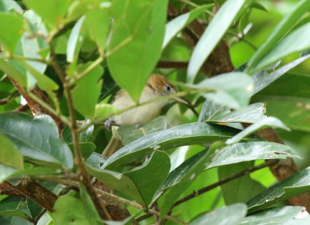 Rufous-naped Greenlet - ML68640081