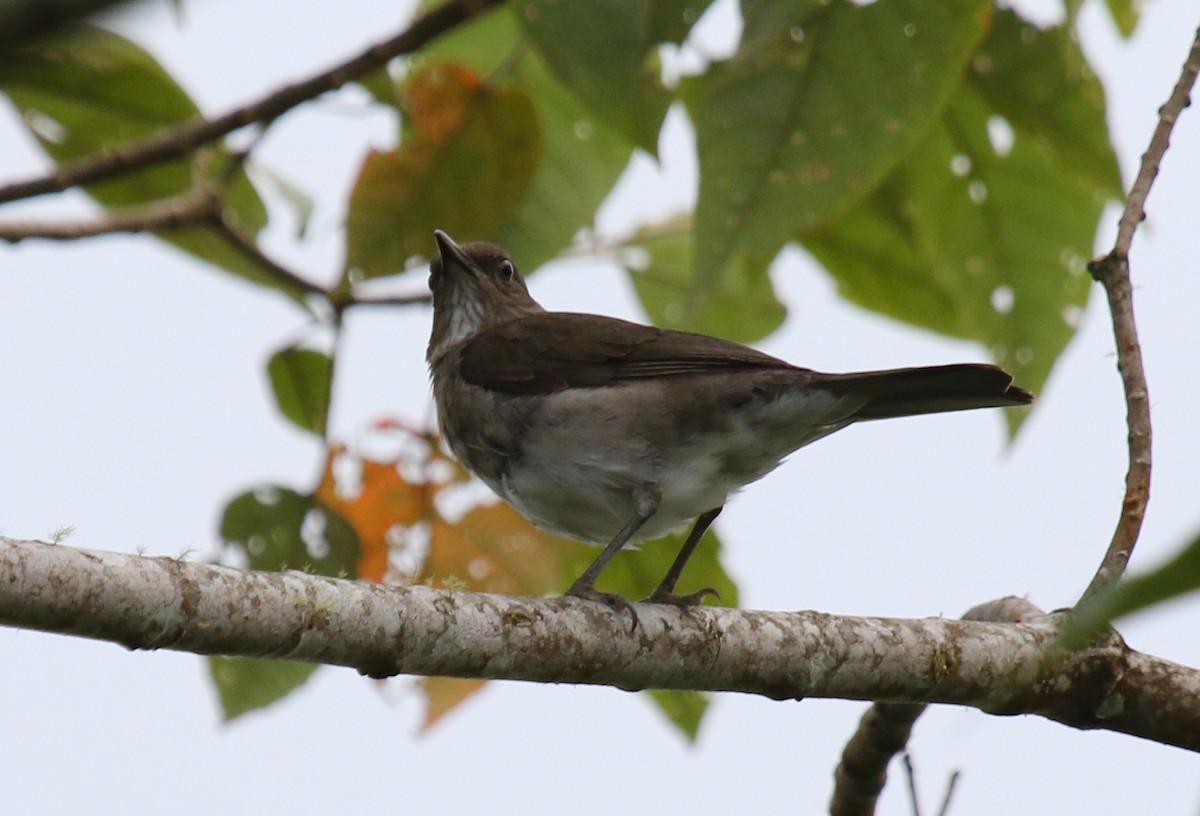 Black-billed Thrush - ML68640121