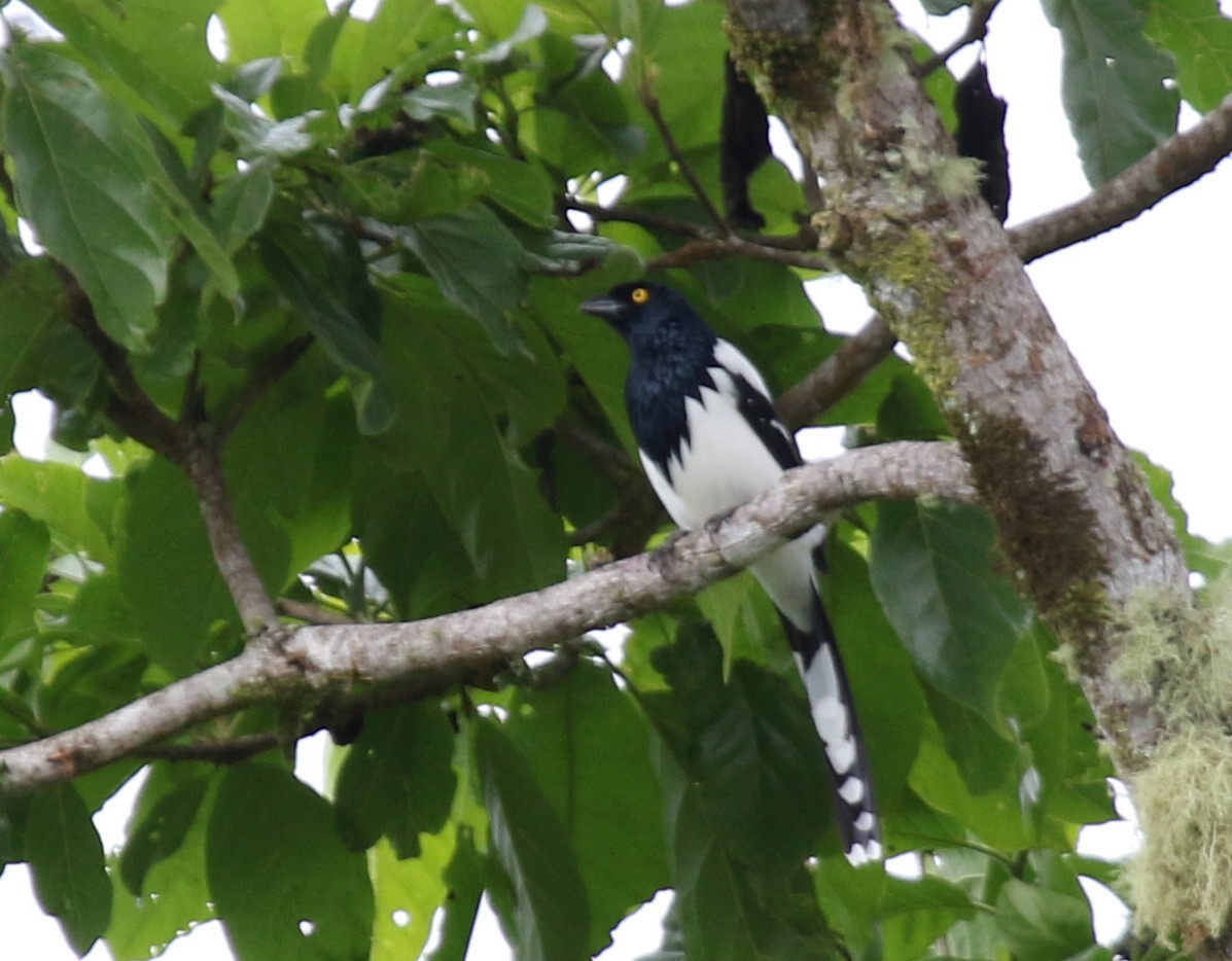 Magpie Tanager - ML68640211