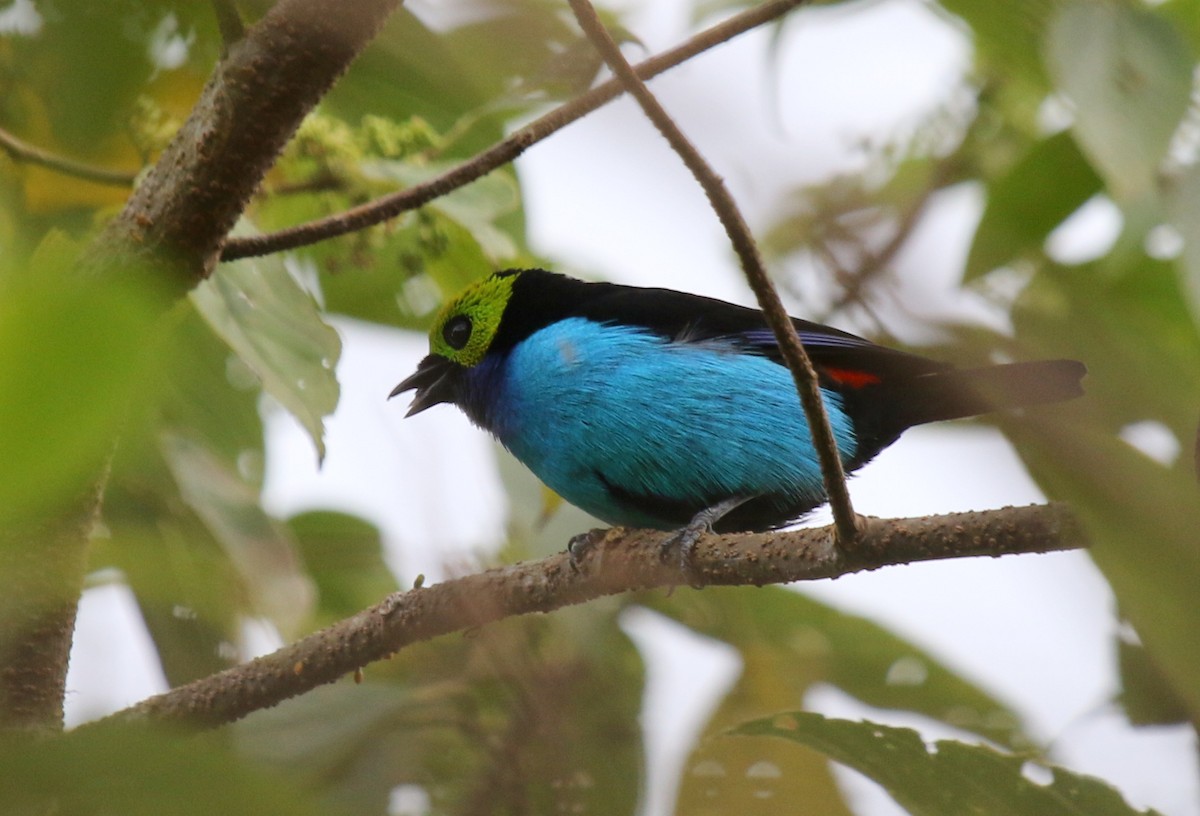 Paradise Tanager - ML68640351
