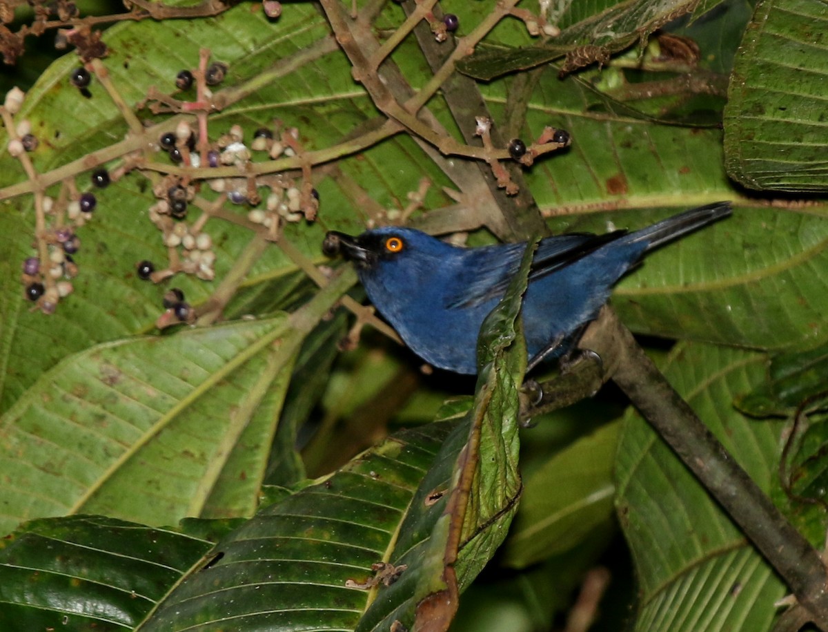 Deep-blue Flowerpiercer - ML68640381