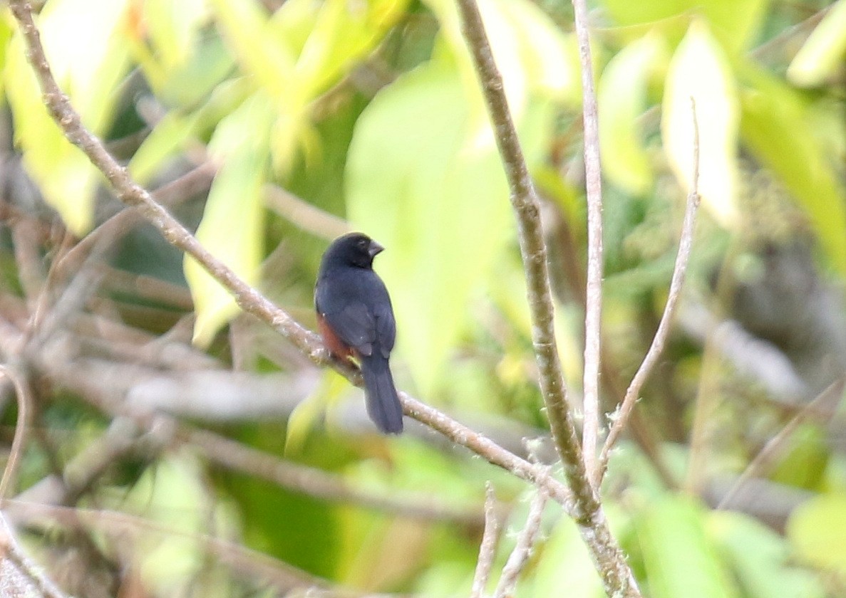 Chestnut-bellied Seed-Finch - ML68640441