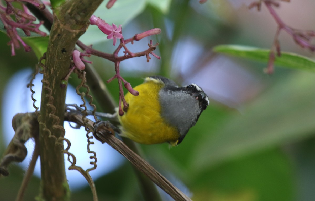 Bananaquit - ML68640511