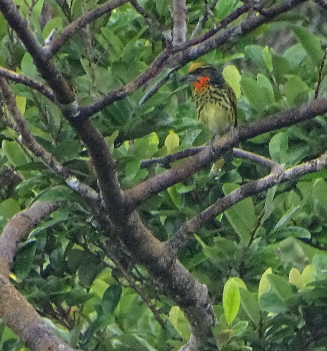 Gilded Barbet - ML68641001