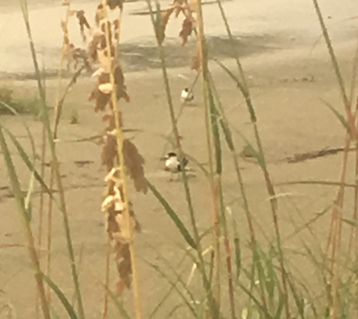 Sooty Tern - ML68642821