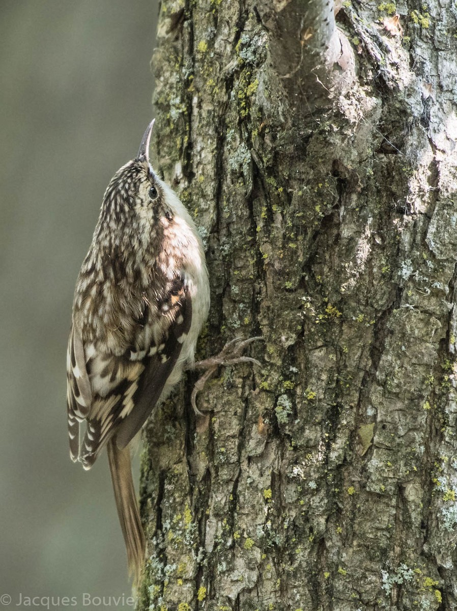 Brown Creeper - Jacques Bouvier