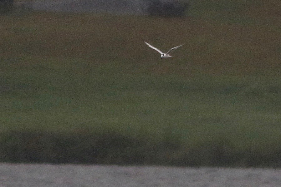 Sandwich Tern - ML68643201