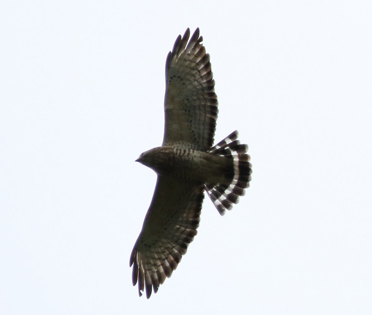 Broad-winged Hawk - Jeff Hullstrung