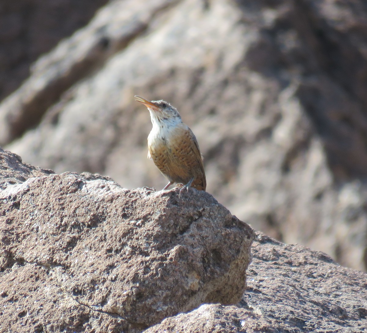 Canyon Wren - ML68646681