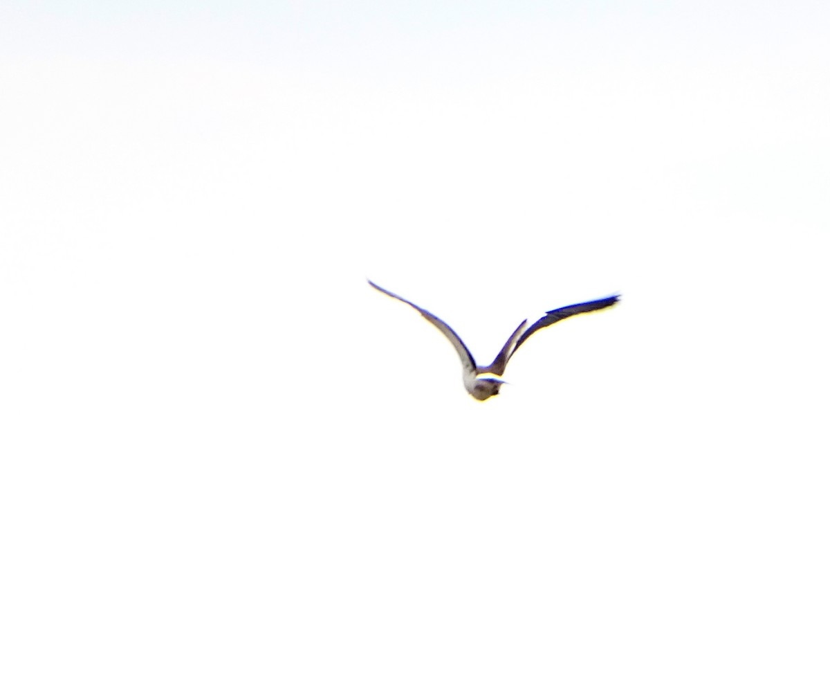 Southern Lapwing - ML68646761