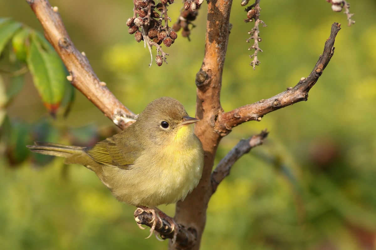 Common Yellowthroat - Jonathan Eckerson