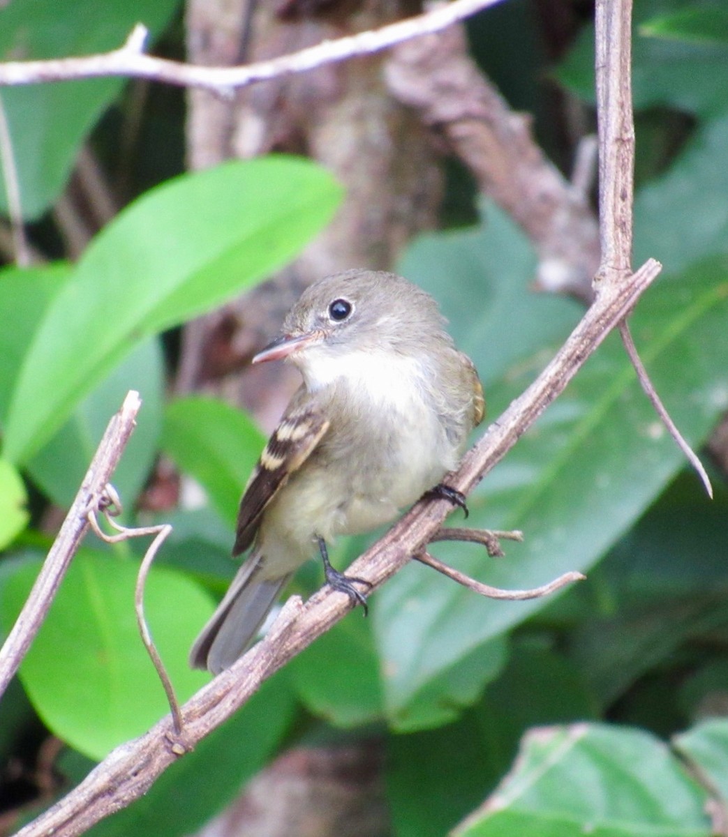 Alder Flycatcher - Isaias Morataya