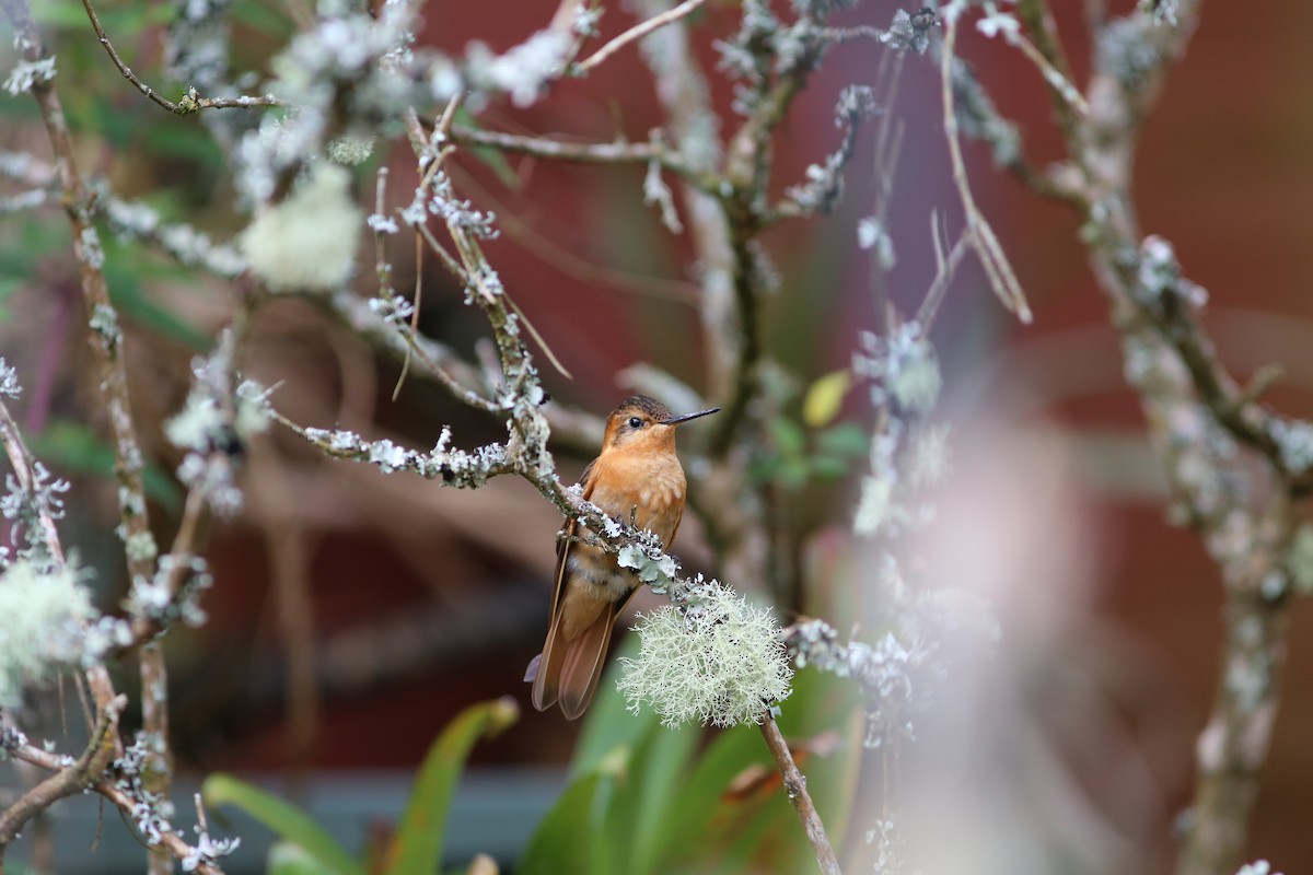 kolibřík duhovohřbetý - ML68650561