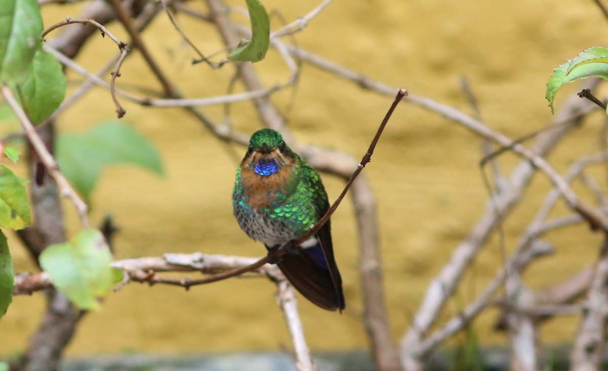 Glowing Puffleg - ML68651441