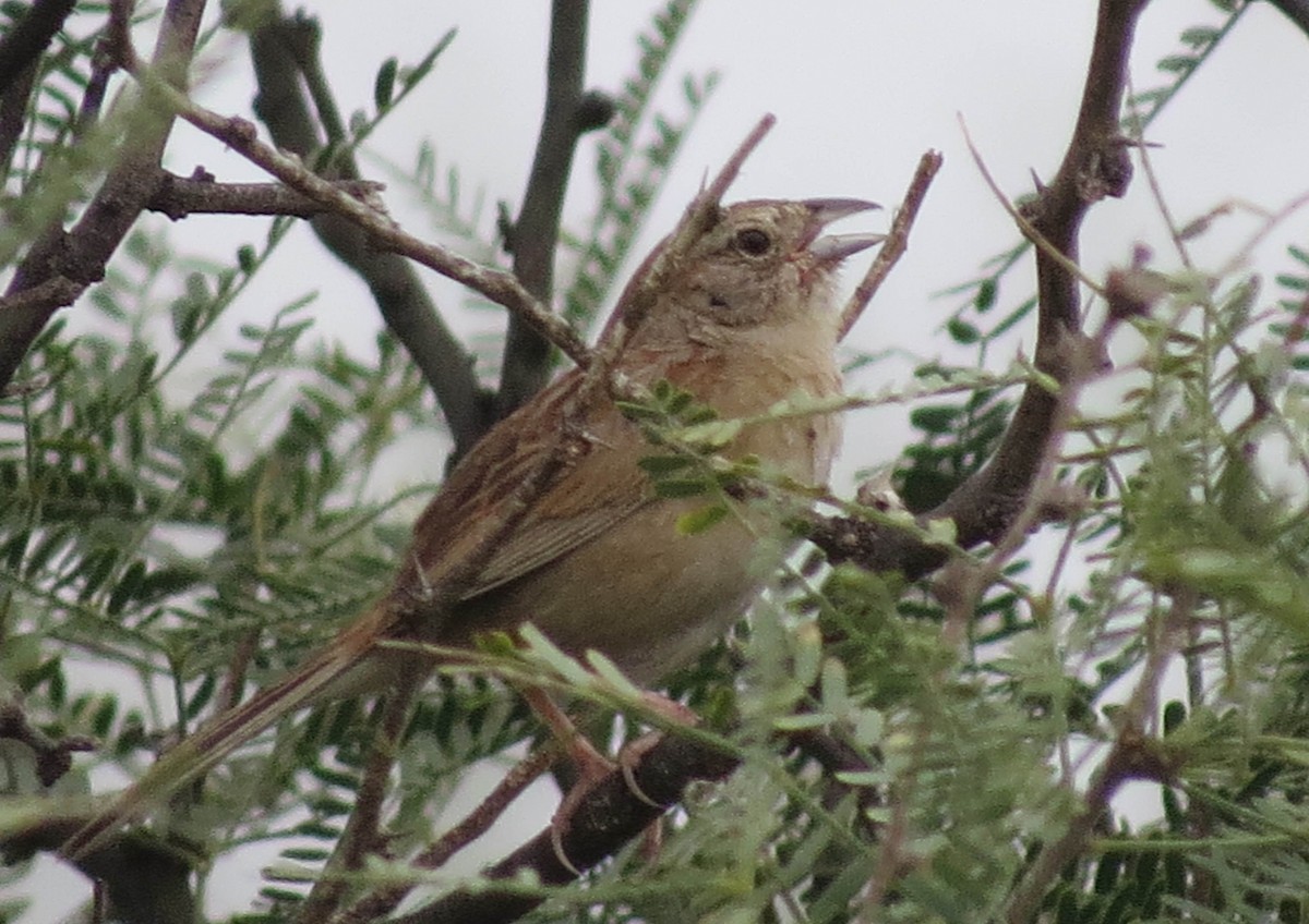 Botteri's Sparrow - ML68651461