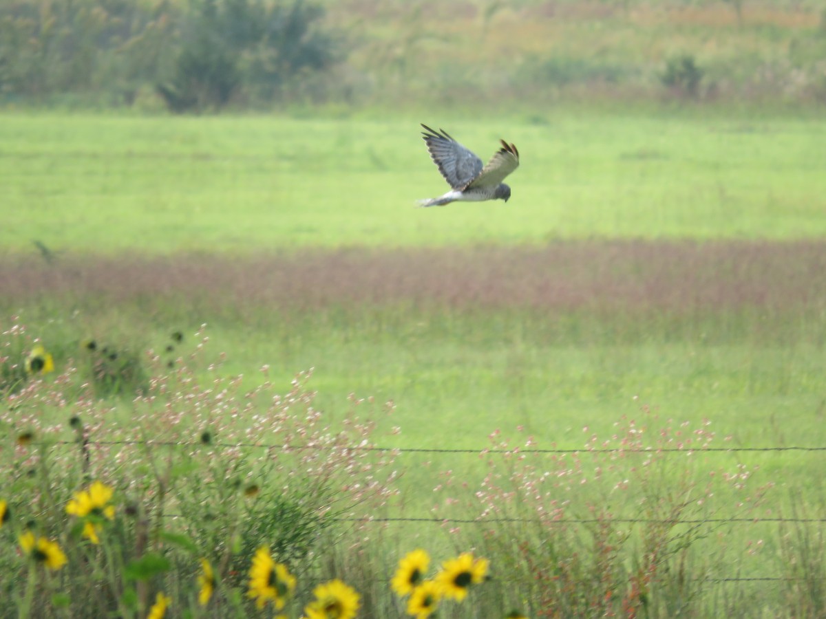 Northern Harrier - ML68652951