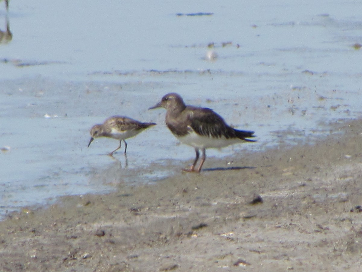 Black Turnstone - Mark Stacy