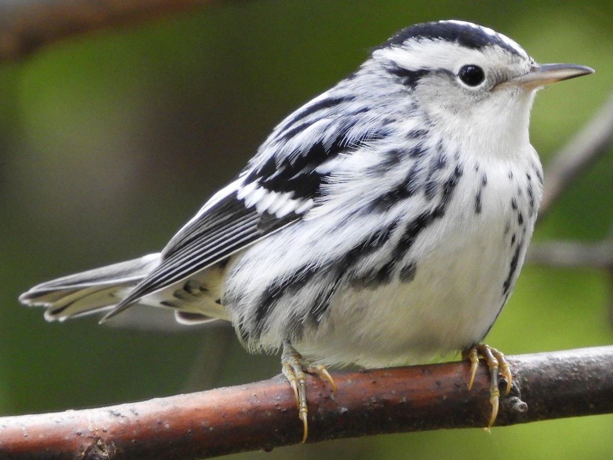 Black-and-white Warbler - ML68654591