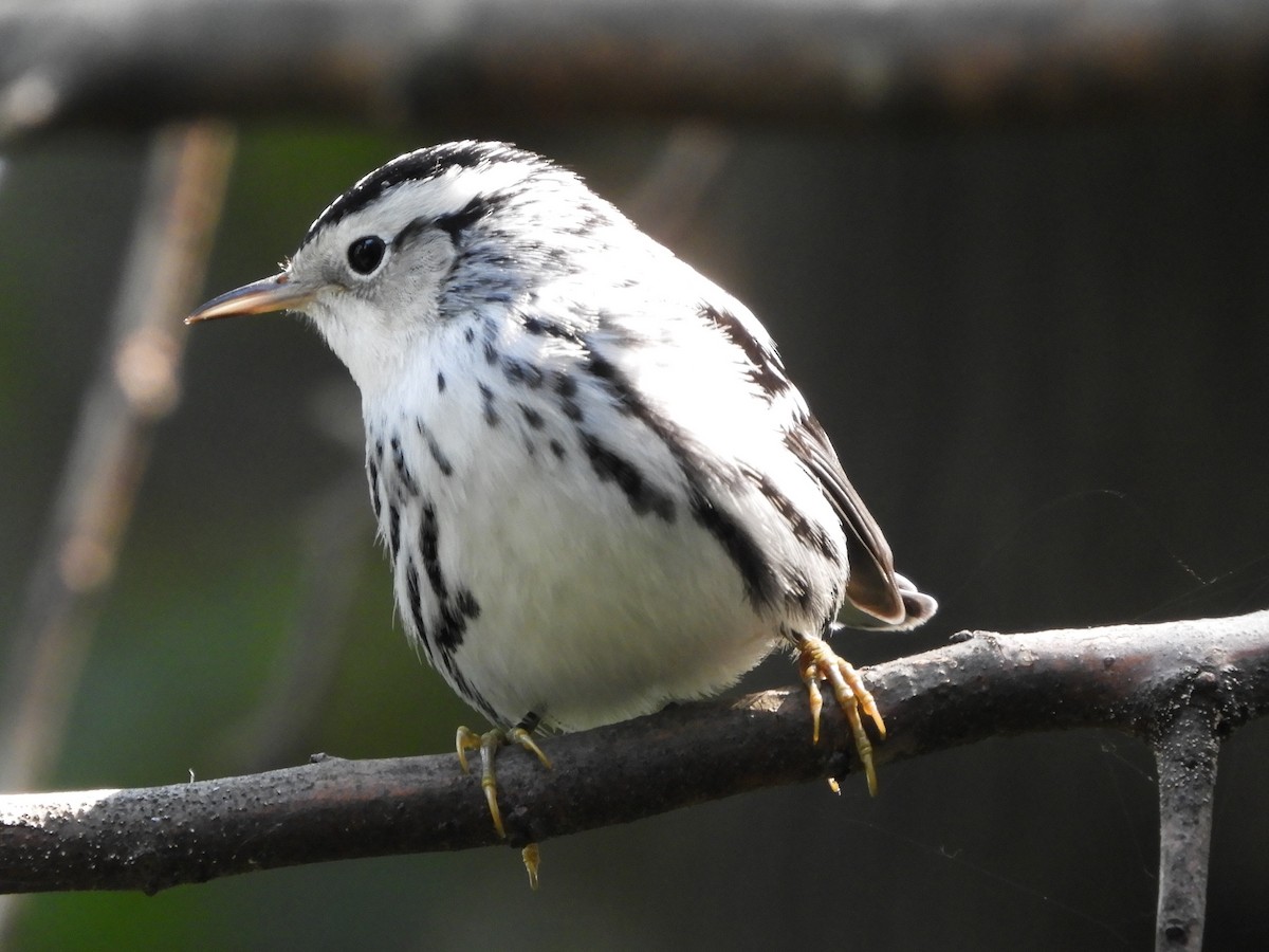 Black-and-white Warbler - ML68654611