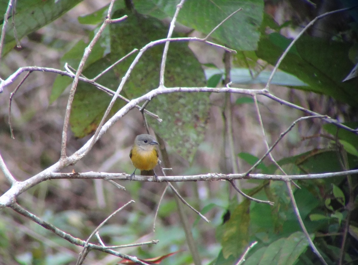 Yellow-crested Tanager - ML68654911
