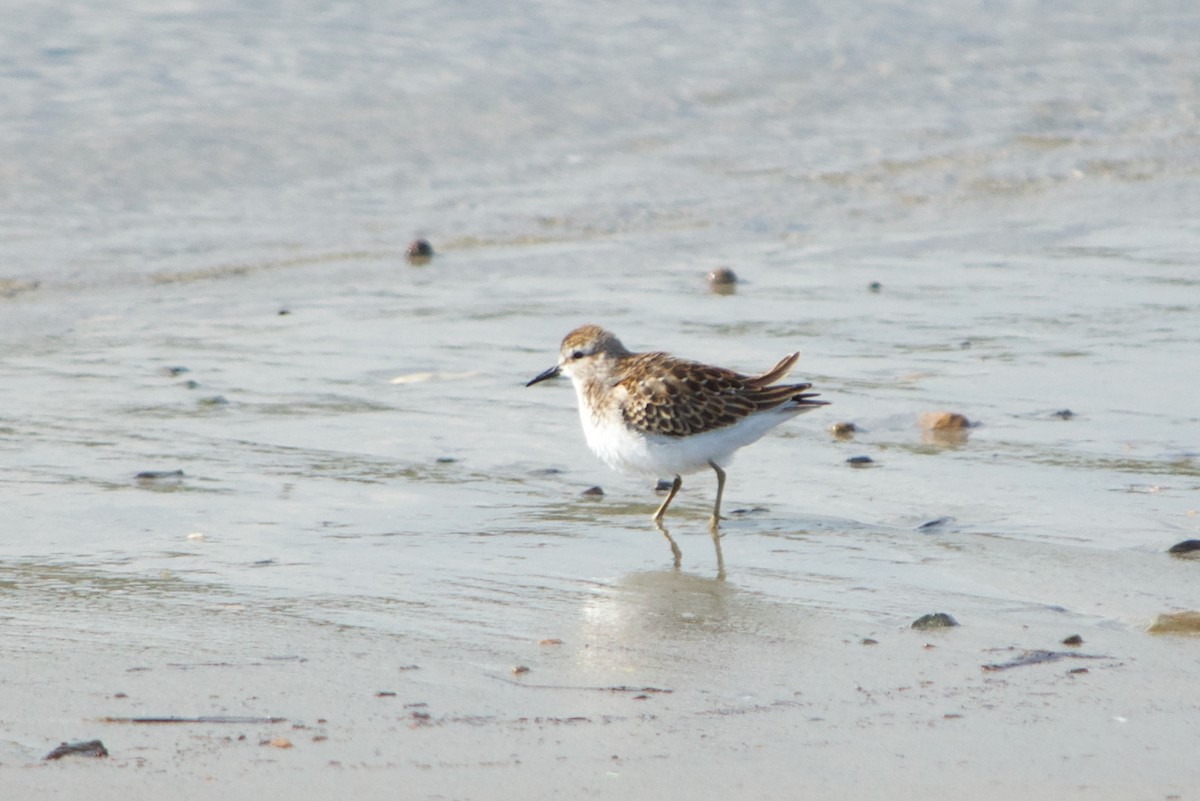 Least Sandpiper - ML68656011