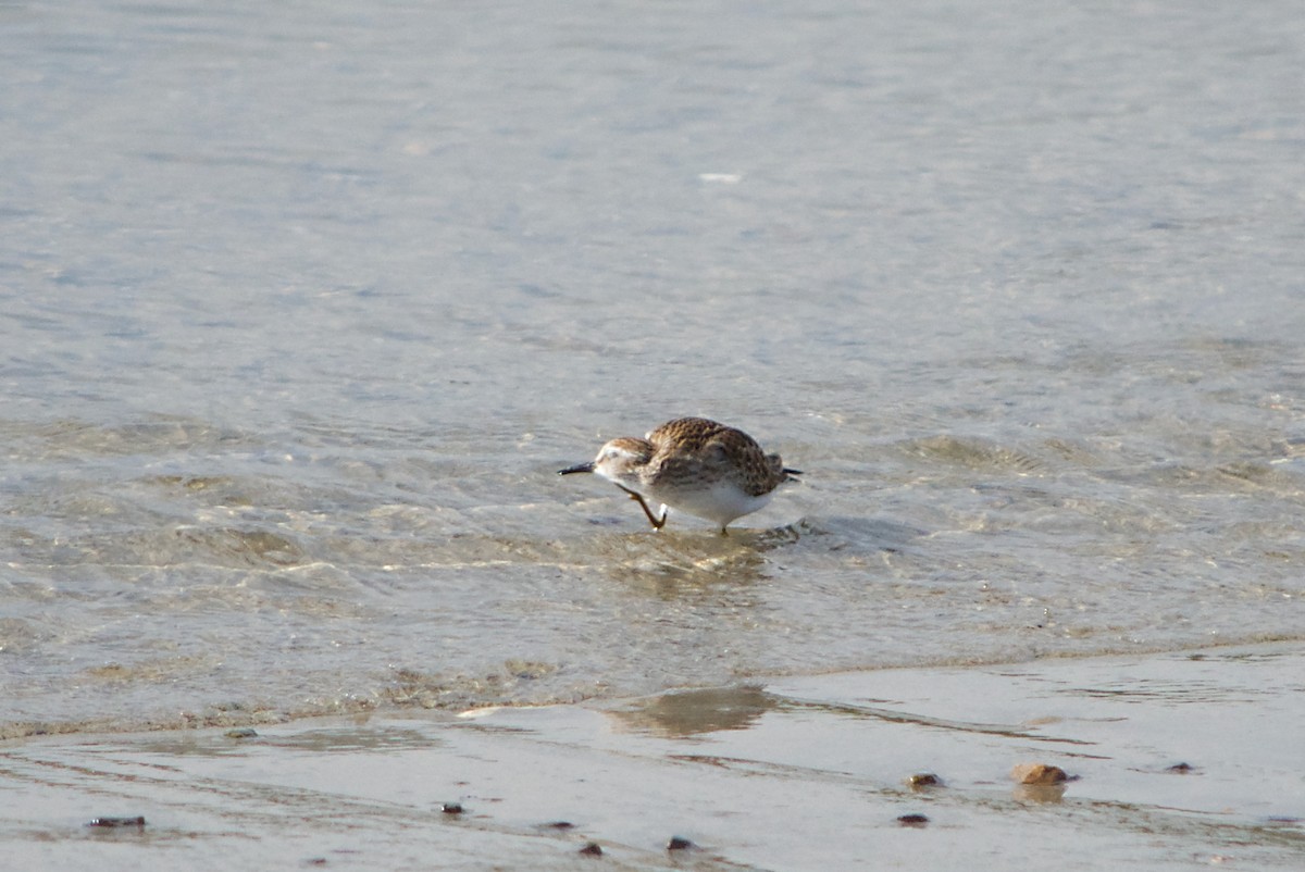 Least Sandpiper - ML68656031