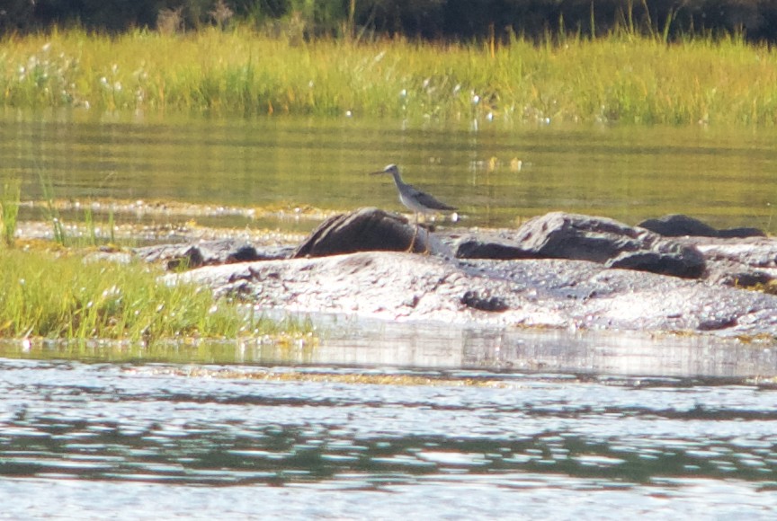 Greater Yellowlegs - ML68656171