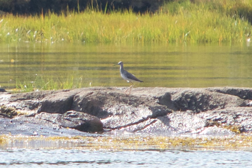 Greater Yellowlegs - ML68656181