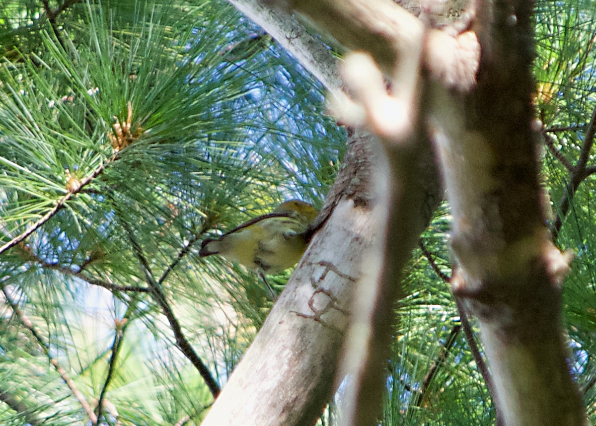 Cape May Warbler - ML68656501