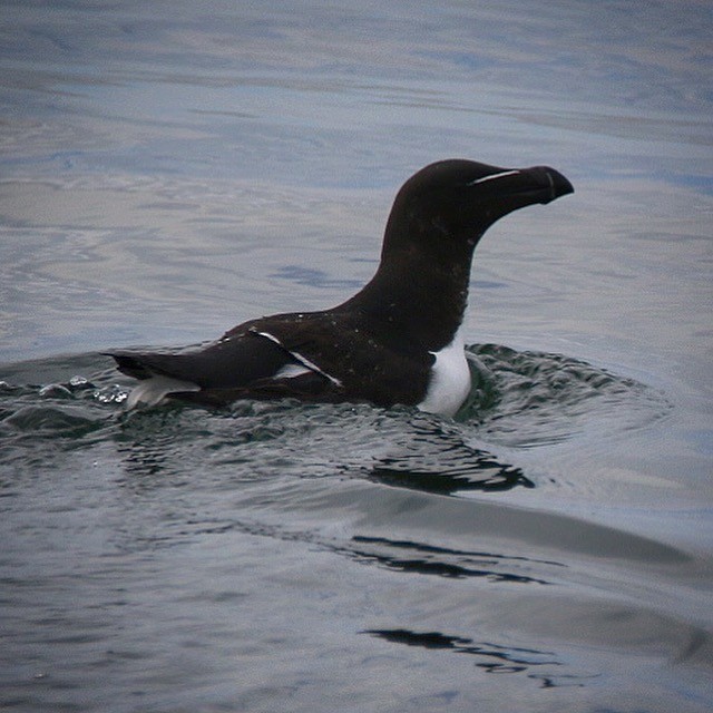 Razorbill - Jeff Kietzmann