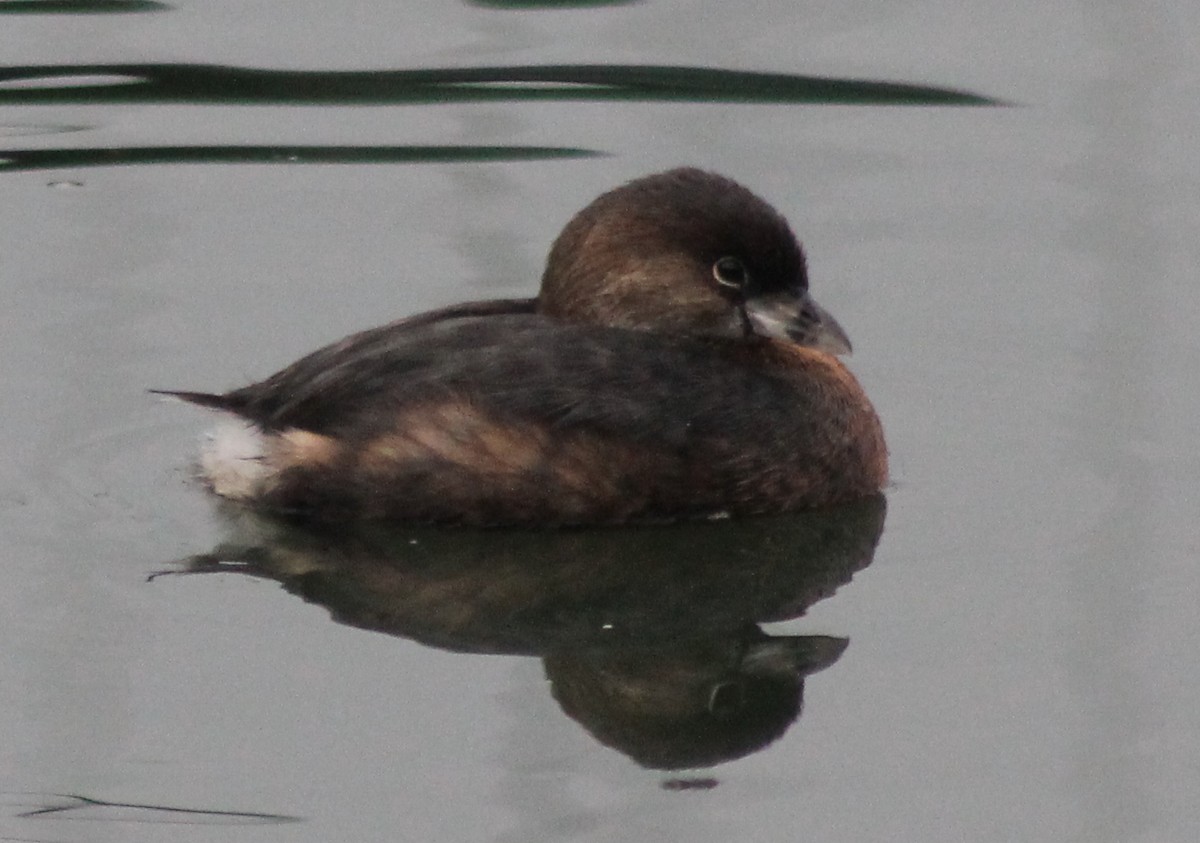 Pied-billed Grebe - ML68659231