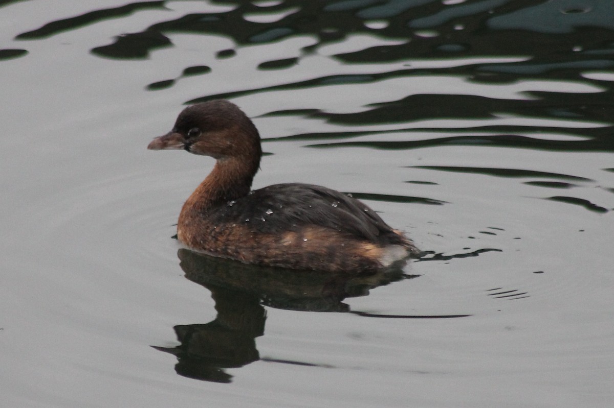 Pied-billed Grebe - ML68659251