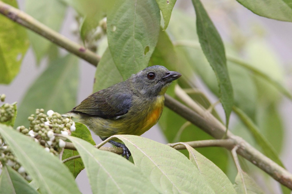 Yellow-rumped Flowerpecker - Robert Gowan